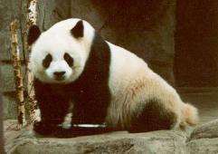 Giant Pandas