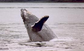 Whale coming out of the water
